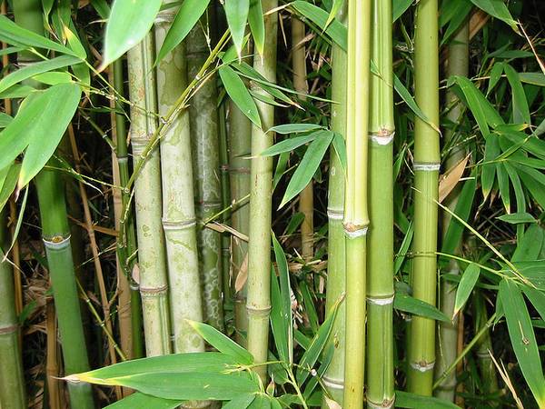 Бамбуковый паркет Преимущества и недостатки, особенности выбора с фото