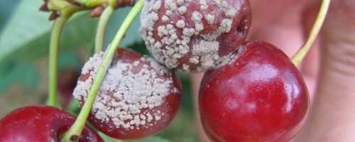 Болезни вишни: описание, борьба и профилактика - фото