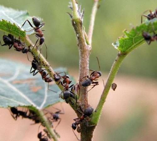 Как бороться с муравьями на садовом участке - фото