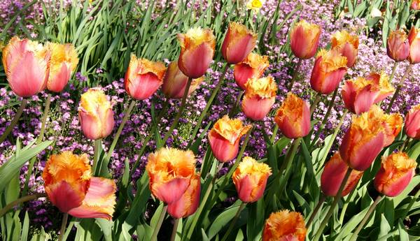 Лучшие сорта бахромчатых тюльпанов: посадка и уход