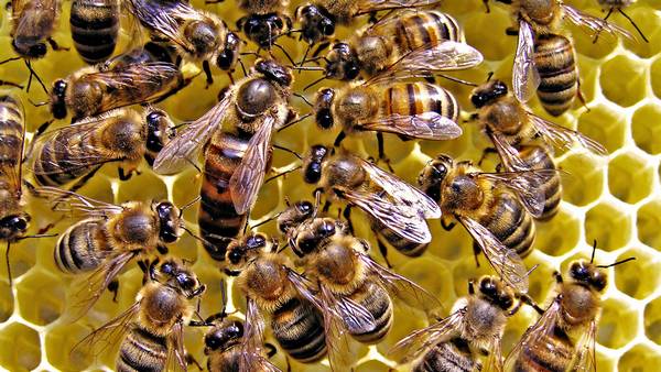 Содержание пчел в двухкорпусных ульях - фото